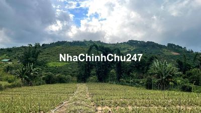 Chính chủ bán lô đất 2 sào 8 có 400m thổ cư mặt tiền đường nhựa 8m