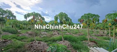 chính chủ bán 4857 m2 đất  Dương Xuân Hội, Châu Thành, Long An.