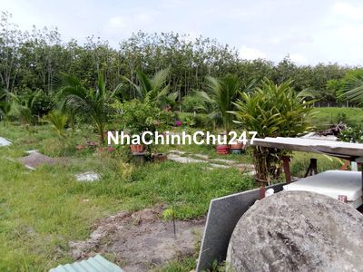 Chính chủ bán vườn cây diện tích một công đất