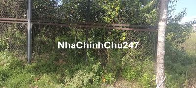 Chủ gửi bán nhanh 2081m2/250tr đang trồng cây mít ( đã có trái)