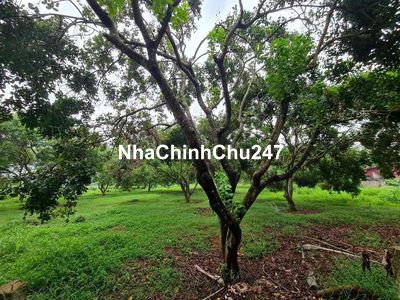 đất sổ đỏ chính chủ, suối bao quanh, có sẵn cà phê, tiêu, cây ăn quả