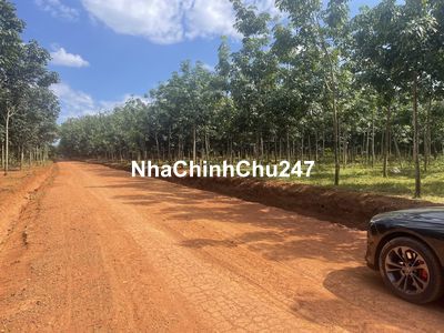 chính chủ bán lô đất vườn cao su 2000m2 chỉ cần 190tr lô đất sát KCN