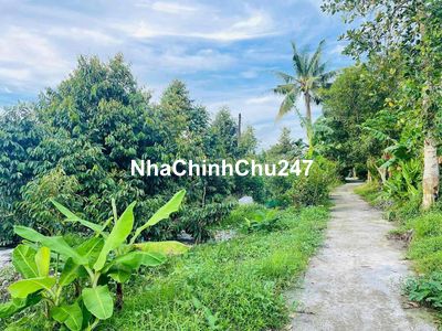 nền sầu riêng thu hoạch sẵn có sẵn nhà vườn định cư phong điền ctho