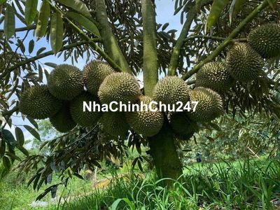 Chủ cần bán nền 400 triệu cách đại học Tây Đô 5 phút xe máy