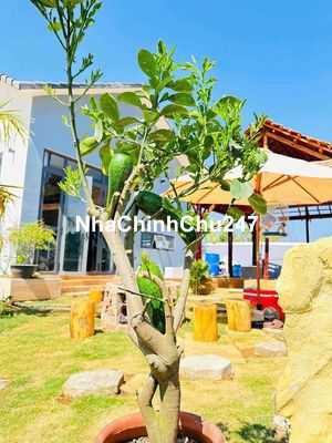 Biệt Phủ nghỉ dưỡng 1800m2 có nhà 2pn hồ bơi sân vườn khu bbq lửa trai