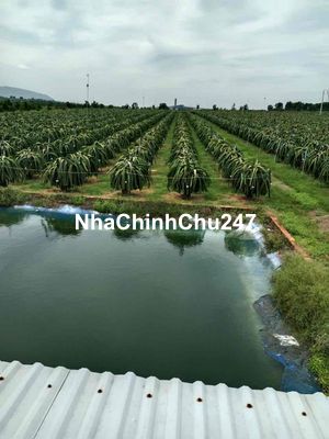 CẦN BÁN 7000m2 ĐẤT PHỦ HỒNG THUỘC TP PHAN THIẾT- BÌNH THUẬN CHÍNH CHỦ.