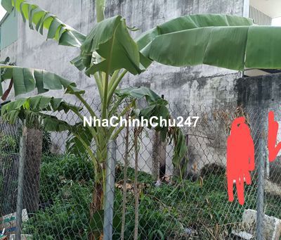 Bán đất Trường Thọ Thủ Đức, 44m2, Ngang 5.05 m, Hẻm xe hơi, nở hậu