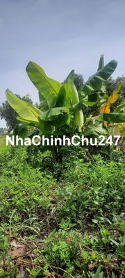 Chính chủ bán đất trồng cây 1 sẹc nguyễn kim cương