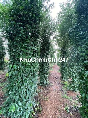 CHÍNH CHỦ CẦN BÁN 1H3 CÀ PHÊ VÀ TIÊU - VIEW SUỐI TẠI EANUOL