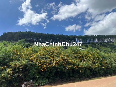 Bán đất chính chủ lô đất nghỉ dưỡng ven Đà Lạt với chiếc view thông