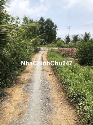 Chính chủ bán đất vườn đang trồng mía