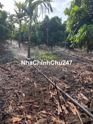 Đấy trung tâm huyện buôn đôn 3 mt đường 120 x 50