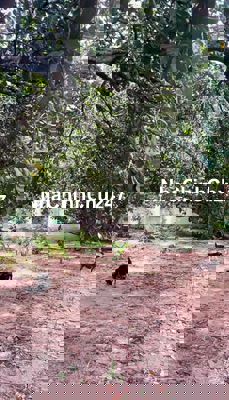 Bán 1100m2 - 2 sổ Tại trung tâm thị xã Bưng Riềng - Hồ Cốc - Hồ Tràm