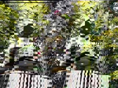 Nhà LÔ GÓC 2 MT NAM VIỆT Á - SÂN VƯỜN XANH MÁT - SẴN NỘI THẤT NHƯ ẢNH