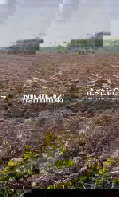 Chủ cần bán gấp hơn 1200m2 Minh Hoà gia chỉ 535tr dân đông sổ sẵn