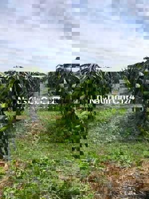 Chính chủ bán đất vườn 2000m2 Thanh Bình chỉ 1,5 tỷ vị trí trung tâm