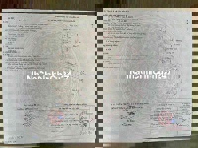 Đào yêu Hồng thái