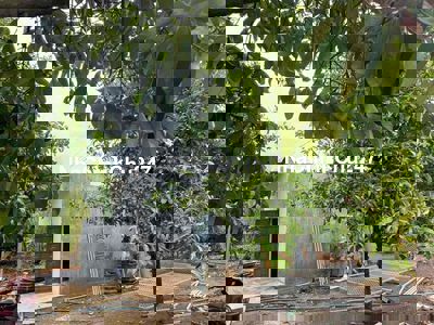 Cần Bán Gấp Vườn 760m2 Mặt Tiền Đường Nhựa 12m