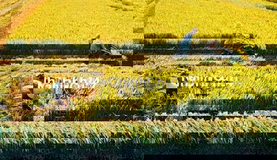 Đất ruộng phường 5 đường Chông Chác, Sóc Trăng