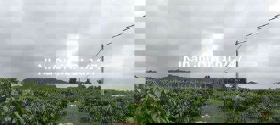 Cần bán Rẫy cà phê thôn 76