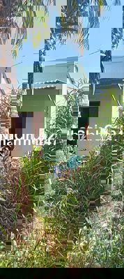 Đất trồng dừa mới bắt đầu có trái và nhà thổ cư