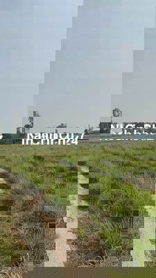 Bán 5,336m2 đất vườn đang trồng sả chỉ 150tr/ sào, cách SG 75km