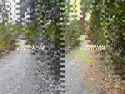 1000m2 đnag trồng chanh và dừa thu hoạch, cách 816 tam 1km đg ô tô