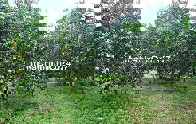 9130m2 Vườn Cam Ngọt Đang Thu Xuân Thọ Xuân Lộc Đồng Nai