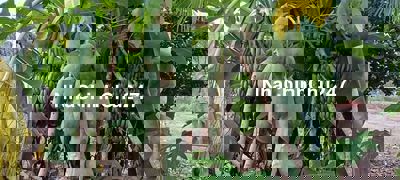 Bán vườn cây ăn trái 1000m2 xã Bình Lợi HBC