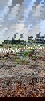 1000m2 vườn đang trồng dừa kdc đông điện nước đầy đủ