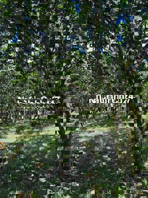 Bán Vườn nghĩ dưỡng