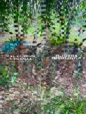 Vườn tre 2.000 bụi đang thu hoạch