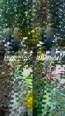 HẠ GIÁ BÁN NHANH LÔ ĐẤT 2.888M2 DÂN CƯ ĐÔNG ĐÚC 2.5TR/M2