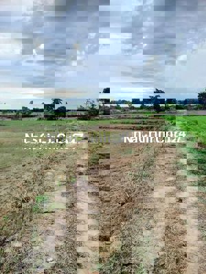 4,2HECTA / 38 SỔ LÚA