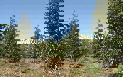 Bán đất vườn sầu riêng 4 năm tuổi xã Mỹ Trung, Cái Bè, Tiền Giang