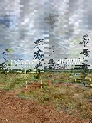 - 2Ha ĐẤT TRỒNG CÂY CAO SU PHƯỚC HOÀ
