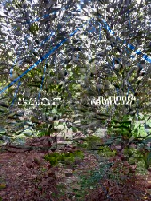 Vườn sầu musaking