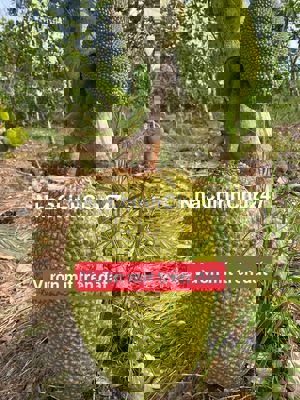 Mua mảnh vườn sẵn cây ăn trái chỉ 1ty116