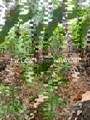 Chỉ 350tr/ sào đất rẫy đang Trồng cafe Gia Kiệm Thống Nhất Đồng Nai