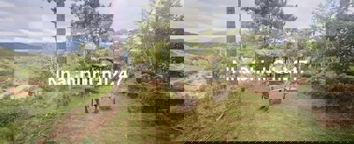 Chỉ với 600 triệu, sở hữu ngay đất nghỉ dưỡng giữa rừng thông Đà Lạt