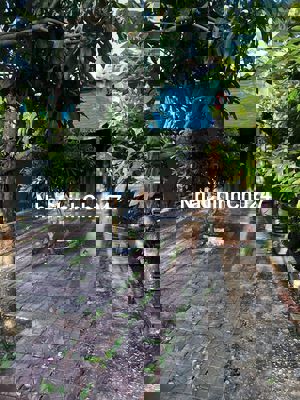 bán đất gần cầu Cái Nhúc phường Tân Thành