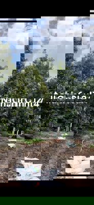 Bán vườn sầu riêng 3100m hơn 30 gốc đường nhựa,co 300tc cho trái 1ty95