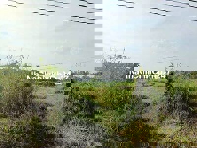 Đất trồng cây lâu năm 35x31 mặt tiền Trung Đông 7