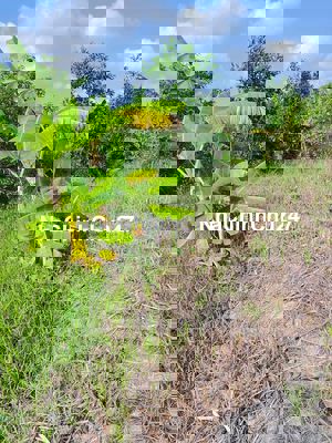 Đất nông nghiệp cạnh bờ sông,thuộc thành phố Gò công