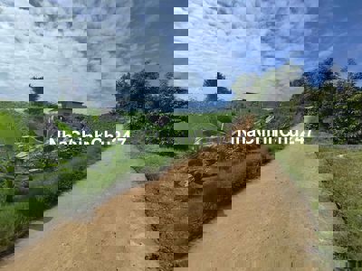 Bán 1 Hecta đất vườn tại Bảo Lộc - Vườn tiêu chi thu, sầu riêng 2 năm.