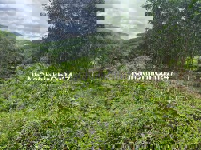 Cần bán hơn 4 hecta đất rừng Sản Xuất Sổ Hồng Sẵn sang tên