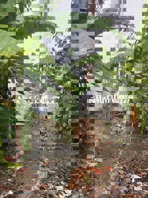 đất thổ cư sổ riêng 100m2. hẻm xe hơi. đường Bùi công Trừng 2/.