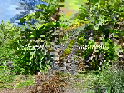 Bán một lô đất KDC chợ Giục Tượng (cách chợ 50m - xe hơi tới nơi)