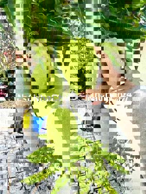 Em Chính Chủ Cần Bán Nhà Bến Tre, 420m2, Sân Vườn, xe 16 chỗ,5 Tỷ x