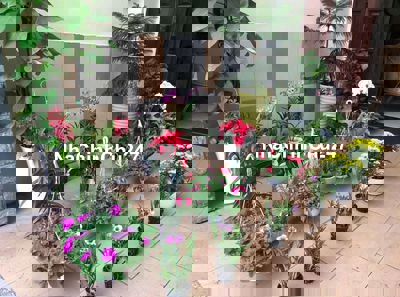 Chính chủ bán villa Himlam Trường Thọ Tp Thủ Đức giá nhỉnh 12 tỷ